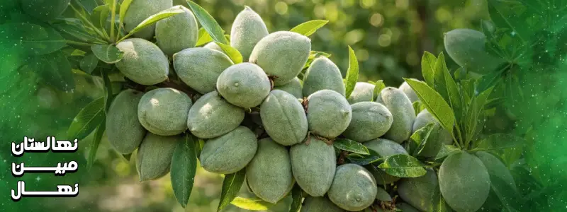 کاشت نهال بادام شاهرود