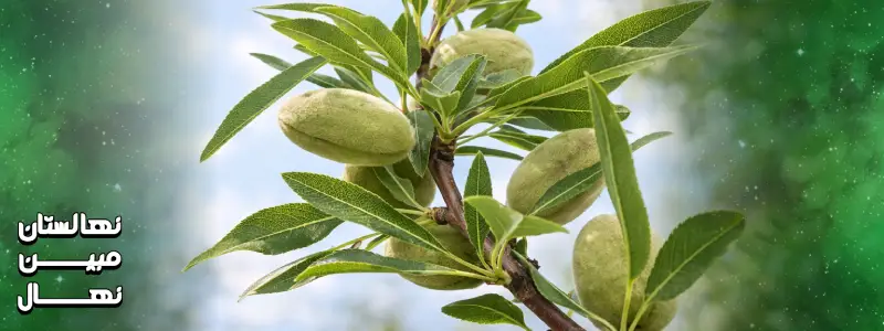 قیمت نهال بادام شاهرود