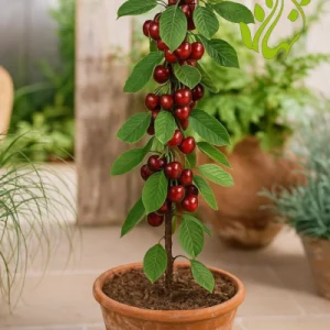 نهال گیلاس تکدانه با پایه رویشی گزیلا