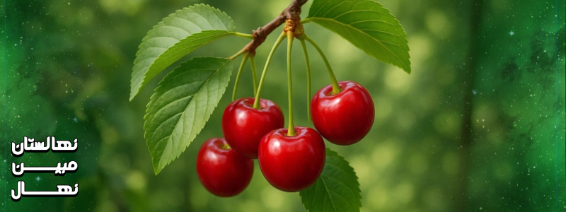 قیمت نهال گیلاس تکدانه