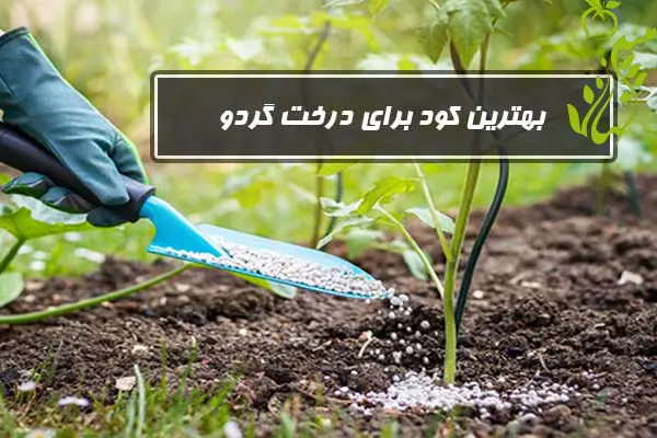 کود برای درخت گردو