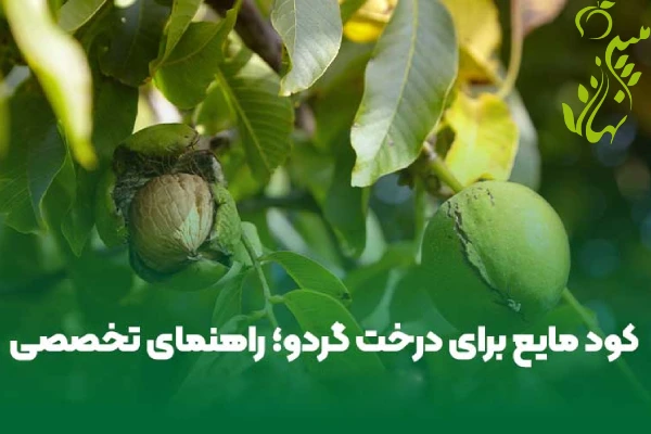 کود مایع برای درخت گردو