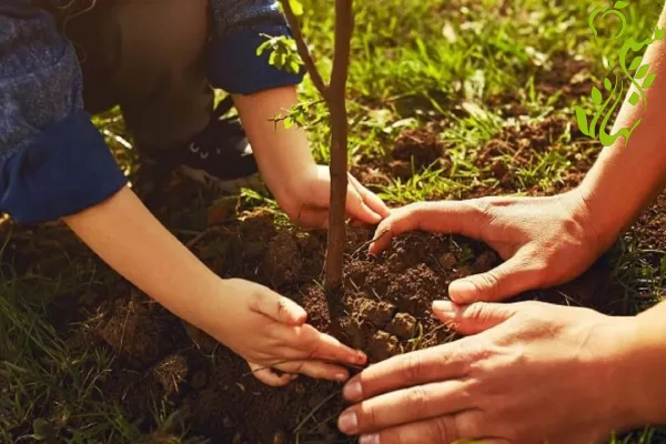 نهال مناسب برای کاشت