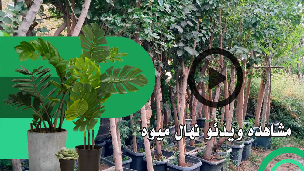 ویدئو نهال میوه