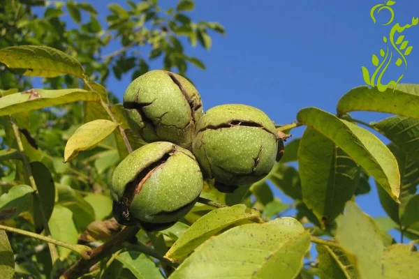 پرورش درخت گردو تویسرکان