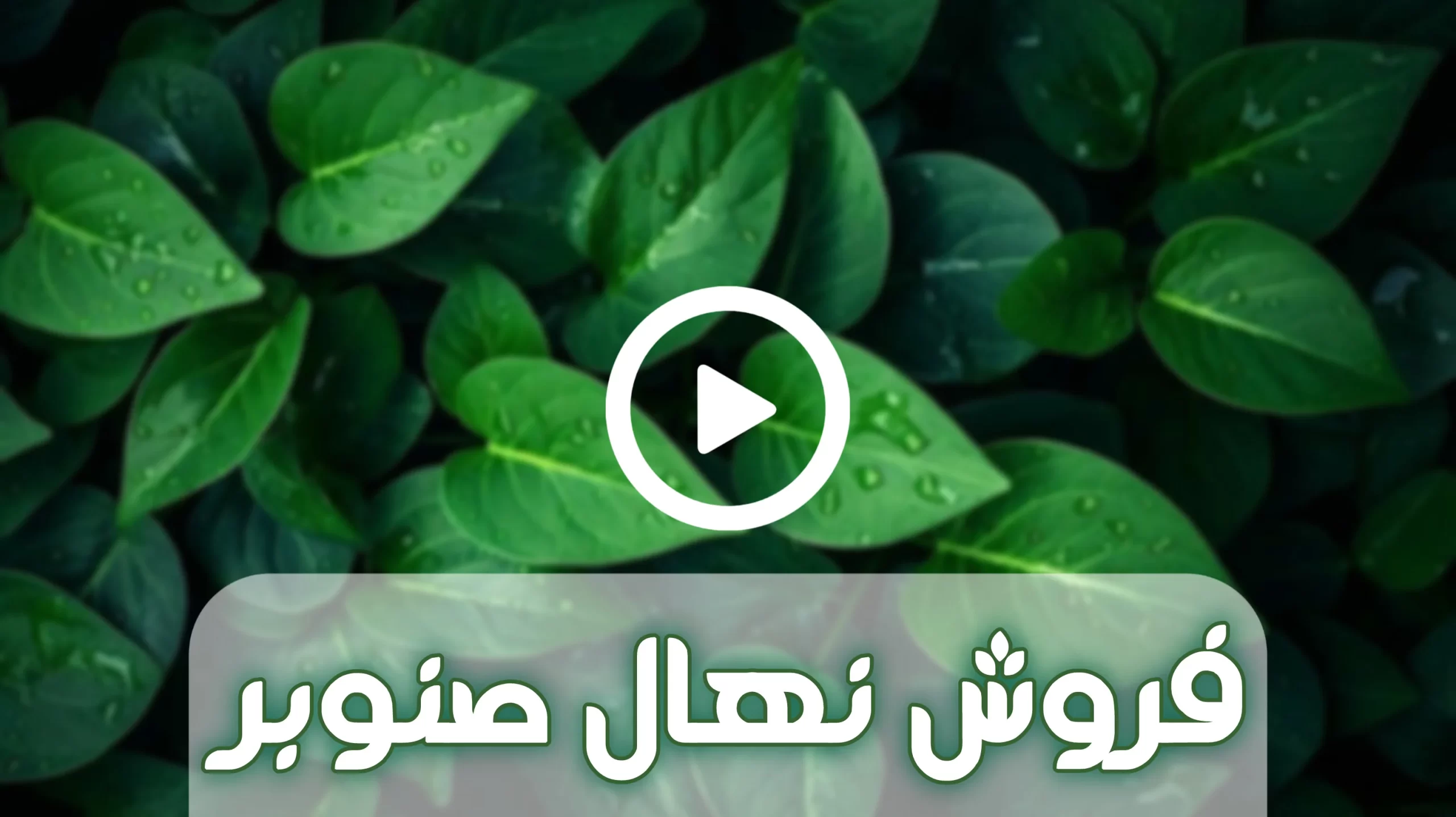 خرید و فروش نهال صنوبر