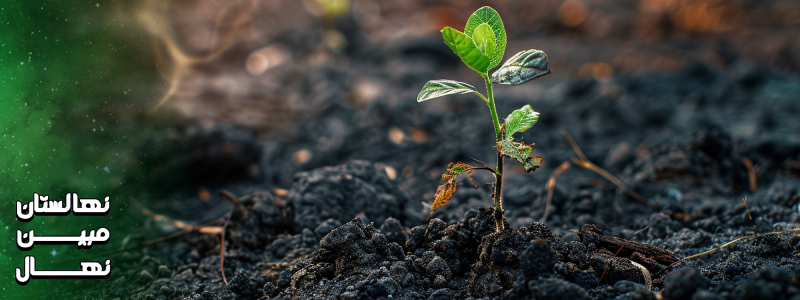 مزایا و معایب نهال های بذری و رویشی