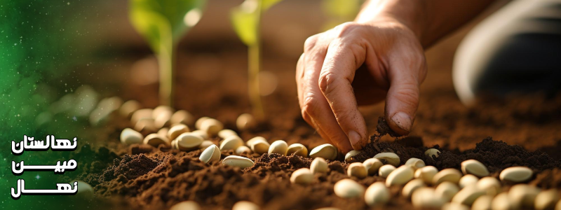 درختان پیوندی