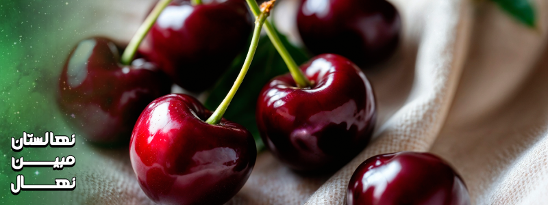 خرید و فروش درخت گیلاس