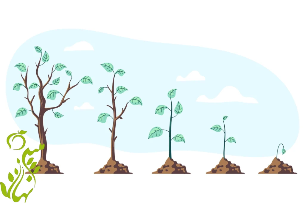 درختان زود بازده