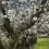 زمان آبیاری درختان در فصل بهار